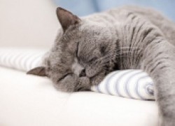 Кошка храпит во сне – это норма