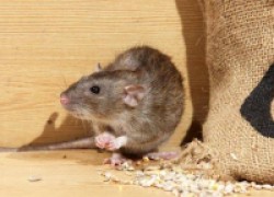 Родентициды – препараты от мышей