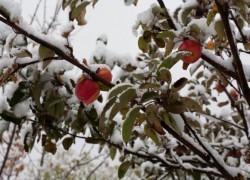 Почему яблони не сбросили листья