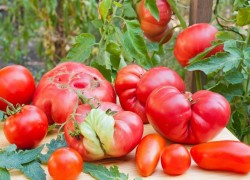 Почему помидоры были уродливыми