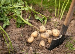 Как я по китайскому методу картошку выращивал