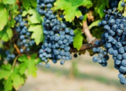 Проверенные сорта винограда и рекомендации по выращиванию