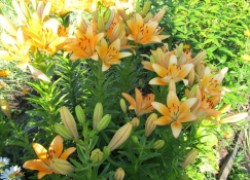 Выгонка лилий: цветочный аромат среди зимы