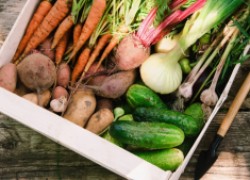 Морозостойкие овощи: урожай до весны