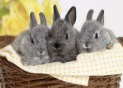 Проблемы со здоровьем у кроликов