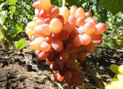 София – виноградная красавица с украины