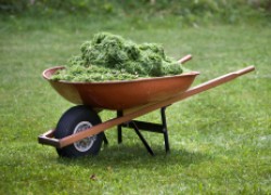 Мульча из травы: сплошная польза и еда