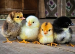 Как добиться больше курочек, чем петушков при закладке яиц