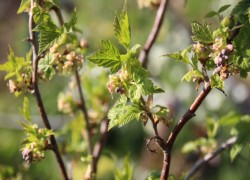 Пробуждение кустарников: стоит ли волноваться?