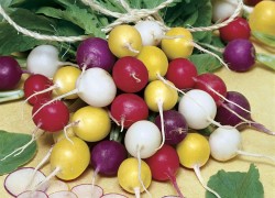 Цветной редис: радуга в салате