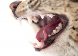 У кота выпадают зубы