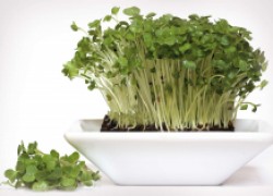 Посадите кресс-салат