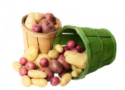 Картофель: как получить ведро с куста