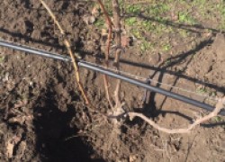 Катаровка – уход за корнями винограда