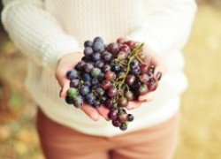 Чтобы виноград не болел: исправляем ошибки прошлого сезона