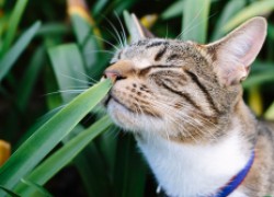 Какими растениями из леса и огорода можно порадовать кошку