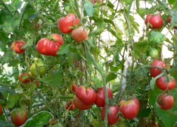 Рекомендуем помидор Мазарини