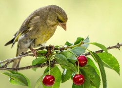 На птичьих правах, или Как спасти черешню от птиц