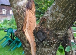 Катастрофа: ураган поломал деревья