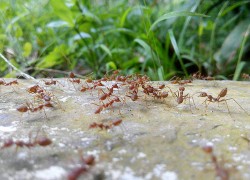 Гоните муравьев с участка в три шеи