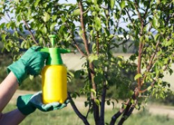 Чтобы опрыскивание принесло только пользу