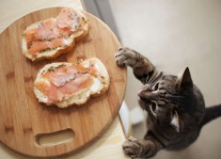 Давать кошке пищу со стола можно, если у вас типично кошачий рацион