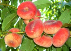 Инжирный персик устойчивее обычного