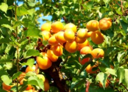 Триумф северный и другие северные сорта абрикосов