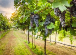 Главные проблемы выращивания винограда