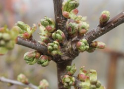 Август – время закладки плодовых почек