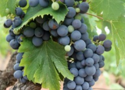 Способ легко и просто размножить виноград 