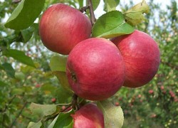 Летний график обработки яблонь 
