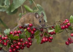 Способы защиты сада от мышей 