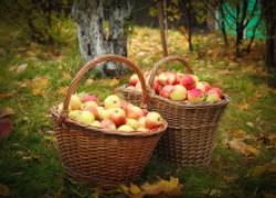 Сохраним до весны... обломный урожай яблок 