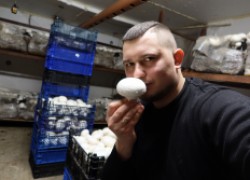 Выращивание грибов – интересный бизнес 