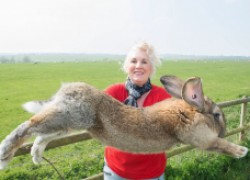Самые крупные породы кроликов 