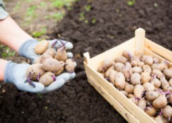 Хотите картошечки – готовьте почву 