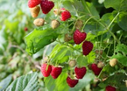Сладкая ягода малина: все лето с витаминами 