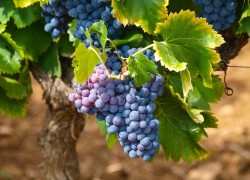Берегите виноград от милдью 