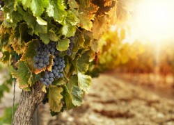 Азот – главный союзник качества урожая винограда 