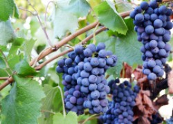 Гиббереллин на винограднике 