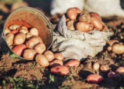 От чего зависит урожай картофеля 