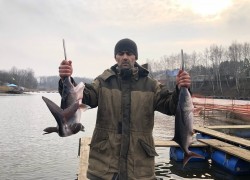 В Волгоградской области в КФК «Лозина» воспроизводят редкий вид рыбы – веслоноса 