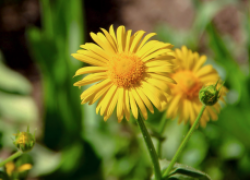 Солнечный цветок – дороникум 