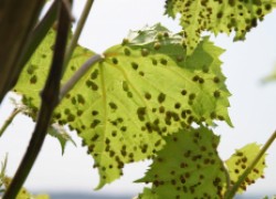Как подстраховаться от филлоксеры и других вредителей винограда 