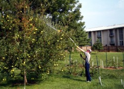 Как обработать высокие яблони 