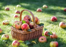 Посадите райские яблочки в своем саду 