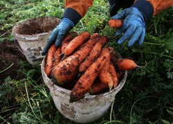 Как я накормил девчат грязной морковкой 