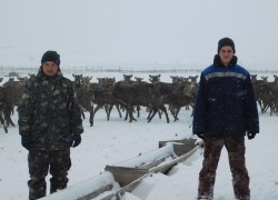 В Волгоградской области появилось хозяйство, разводящее оленей 