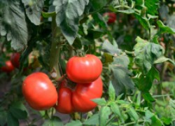 Как я выращиваю помидоры в открытом грунте 